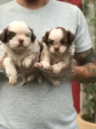 Filhotes de Shih Tzu com muito encanto