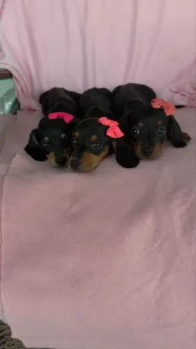 Filhotes de Dachshund ( salsicha )