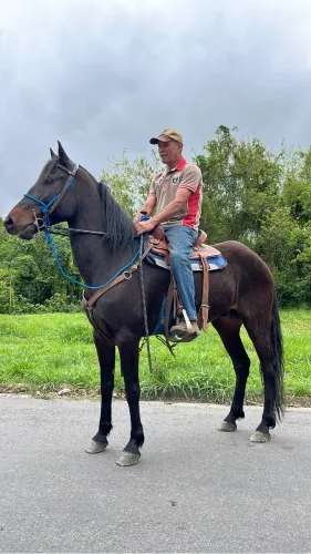 Cavalo castrado