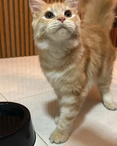 B.B.Maine Coon