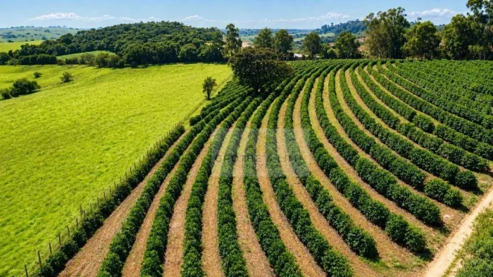 Sítio à venda, 240000 m² por R$ 1.600.000,00 - Centro - Silvianópolis/MG