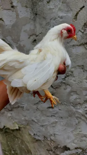 Vendo galo  galize branco bem  baixinho  