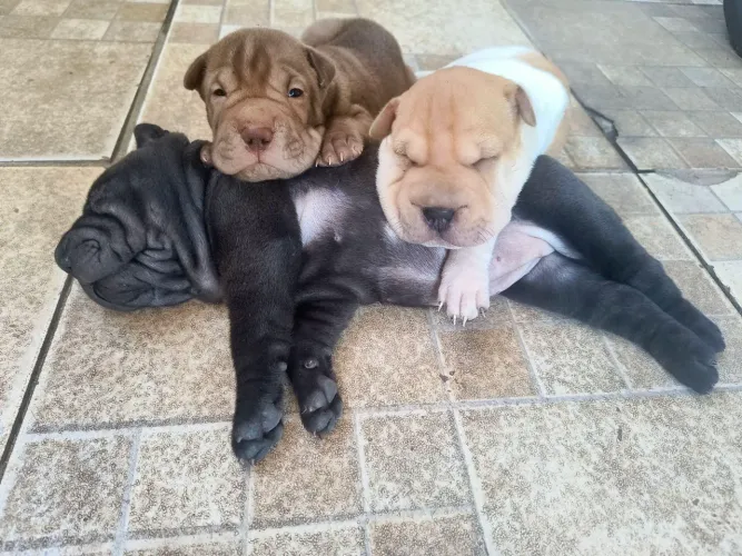 Sharpei fêmeas 