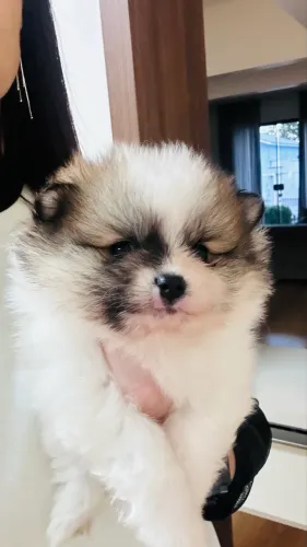 spitz alemão 