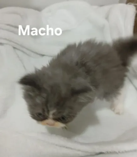 Filhotes de Gatos Persa
