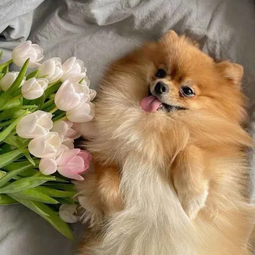 Filhote spitz alemão, encantadores esperando um lar cheio de amor!