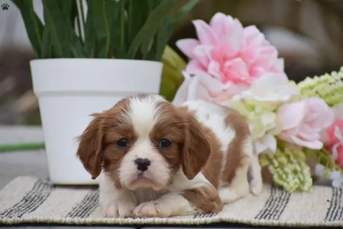 Cavalier King elegante - puro carinho