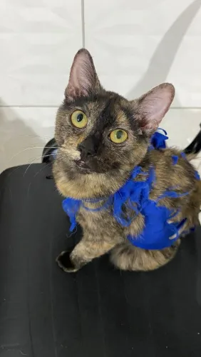 Gatinha super dócil castrada