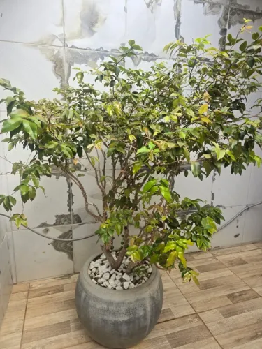 Vende-se pé de Jabuticaba enxertado