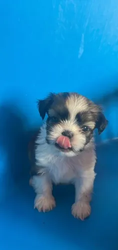 Filhote de shih tzu macho 
