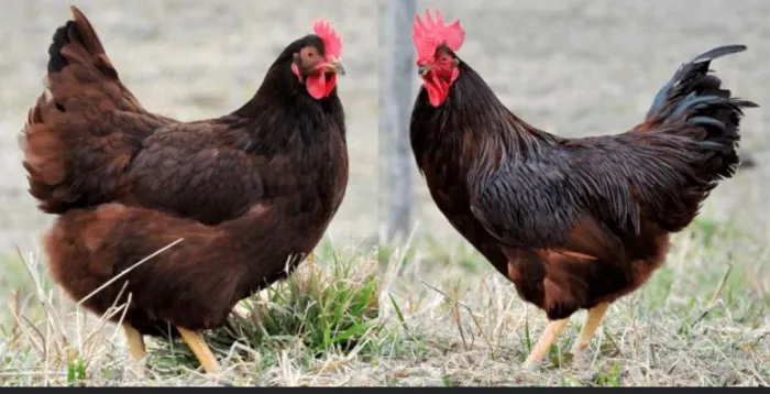 Ovos Ferteis de Galinha Rhode Sland Red (Rodia ou Rode)