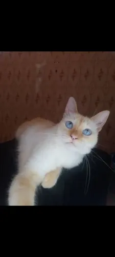 Doação Gata