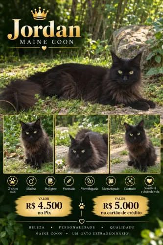 VENDO MAINE COON ADULTO