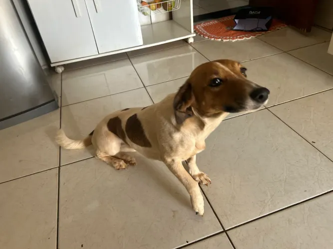 Doação cachorra