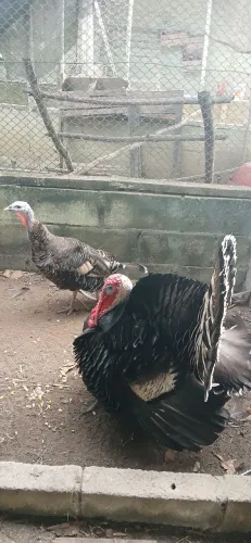 Casal peru