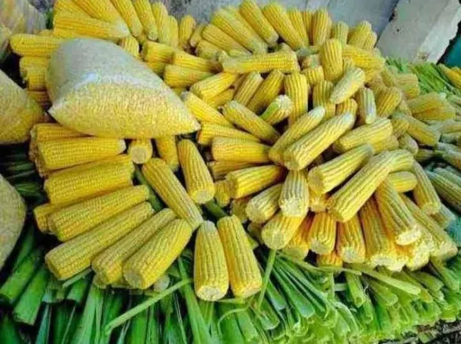 Milho verde! São 100 espigas Para sua festa e evento! *