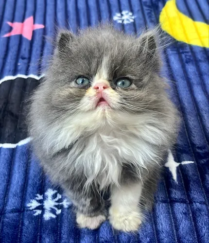 Gatinha Persa Blue 