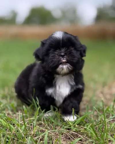Impecável filhote linda de Shih tzu fêmea preta black!