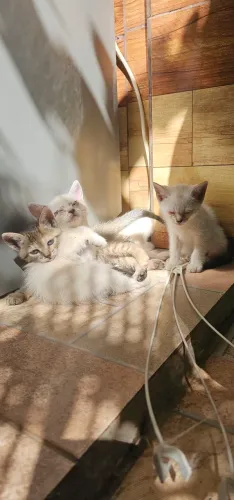 Doação de gatos
