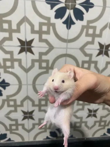 Sírio hamster 