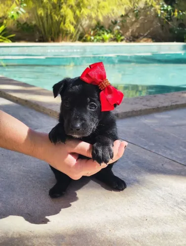 Adoção de Cachorro - Recém nascido