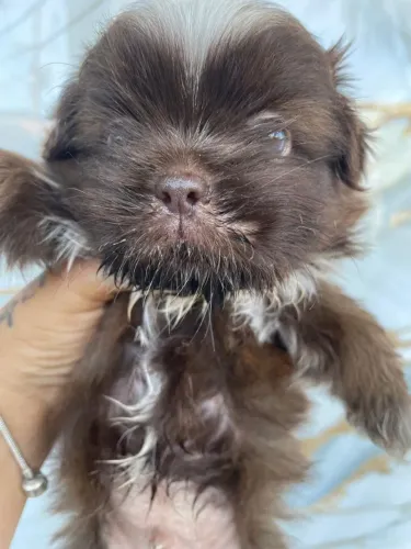 Cachorrinho shihtzu chocolate macho