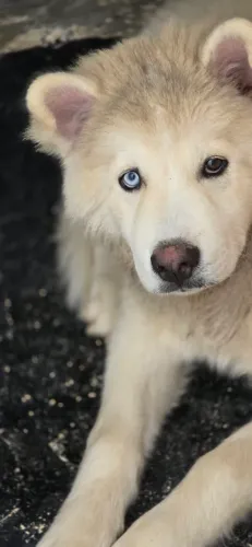 Husky siberiano