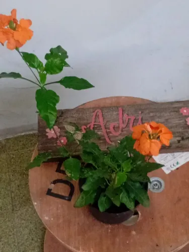 Plantas ornamentais por de 12,00 cada