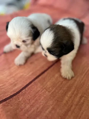 Shihtzu macho