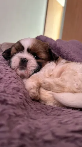 Shihtzu Macho