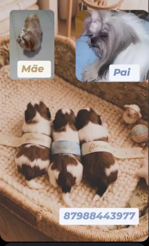 Cachorros Shih Tzu