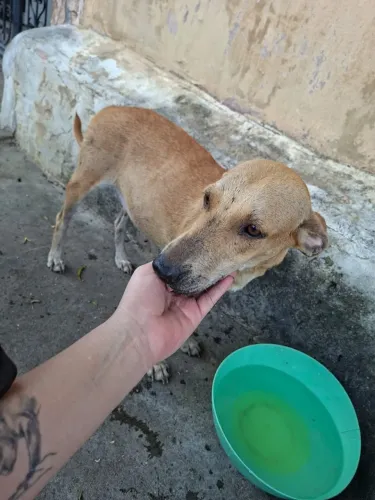 Cadelinha pra adoção