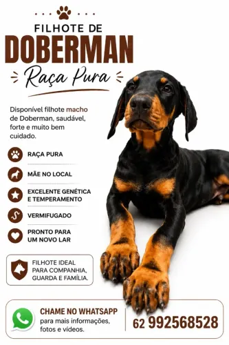 Filhote de Doberman disponível 
