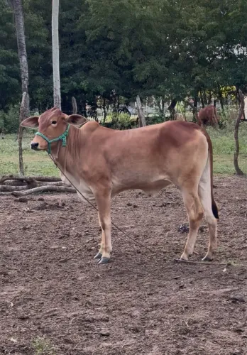 Garrota Sindinel