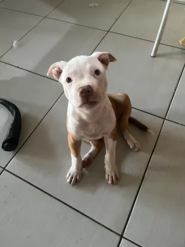 Pitbull terrier