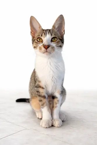 Gato filhote para adoção responsável