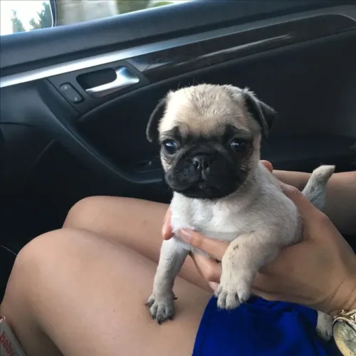 Pug - Amizade Que Transforma 