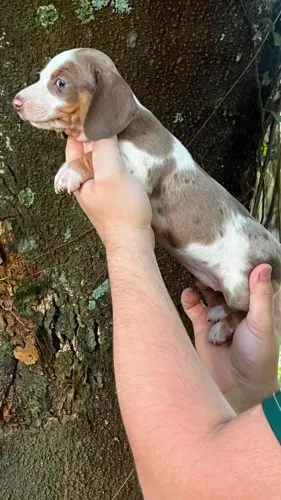 Basset Dachshund pronto para fazer você sorrir