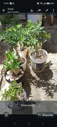 Rosas do deserto