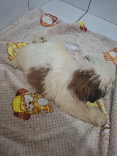 Vendo filhote de Shih-Tzu