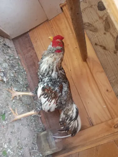 Vendo um galo índio e uma galinha e uma franga