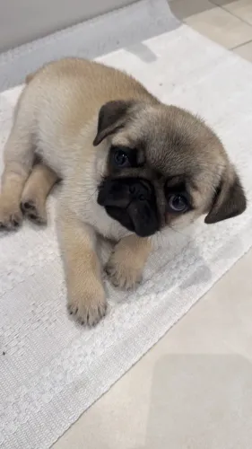 Filhote de Pug