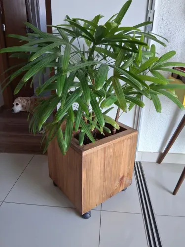 Vaso de madeira para plantas!