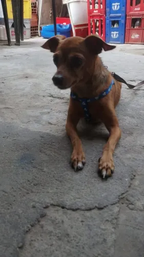 Pinscher para cruzar, procura uma namorada 
