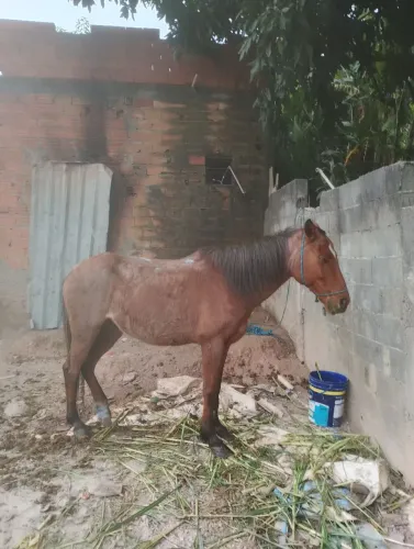 Cavalo 