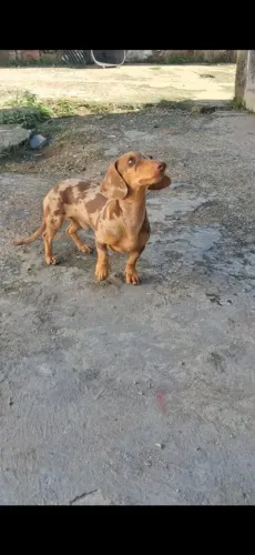 Disponível pra cruza