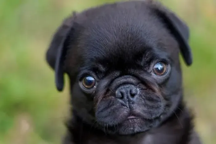 Filhote de Pug Com Um Jeitinho Inesquecível