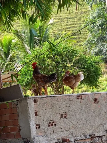 Vendo Galinhas e Galos caipira