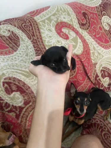 Filhote Pinscher 0 macho 