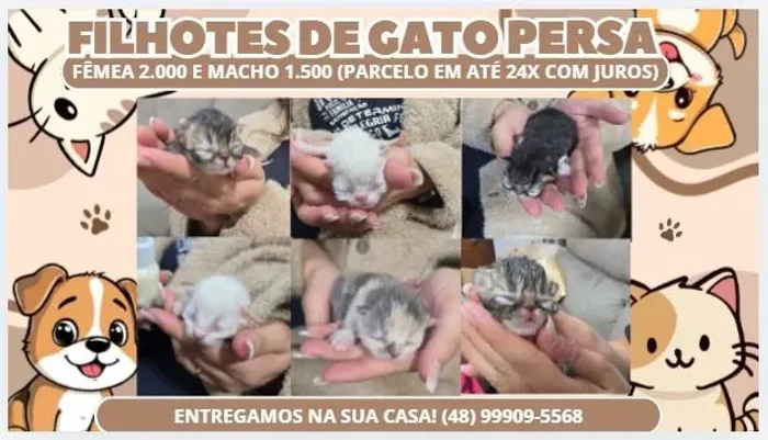Gato persa